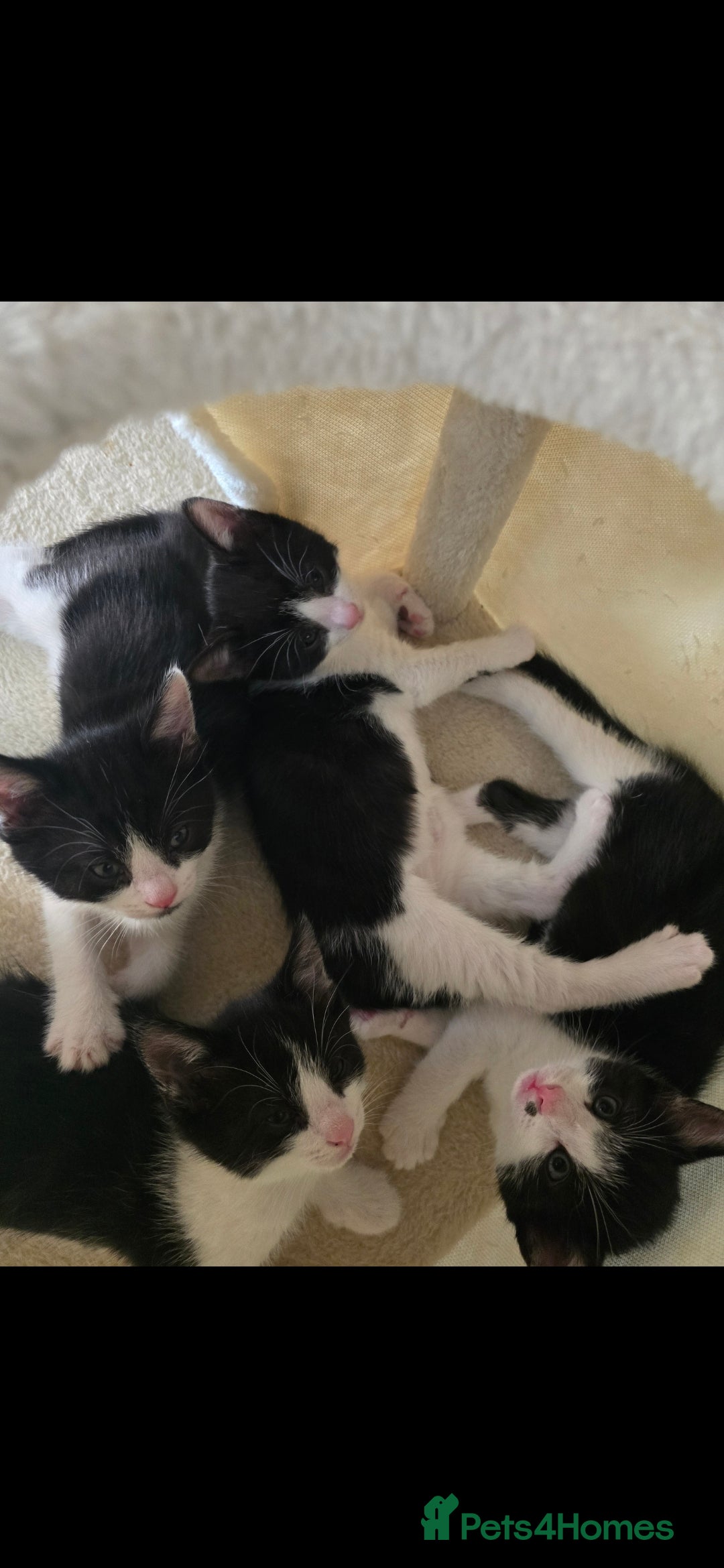 Mixed Breed cats for sale: Short haired kittens  - Image 1