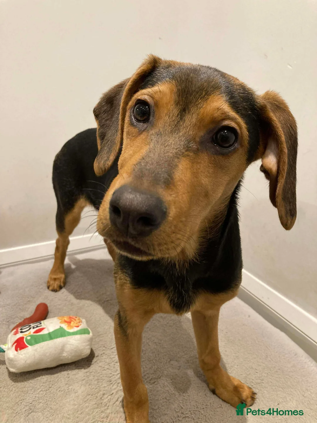 Mixed Breed dogs for adoption: Rocky hound cross 4.5 mth old puppy  - Advert 3