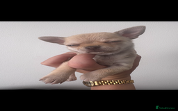 Chihuahua dogs for sale: Chihuahua boy - Image 8