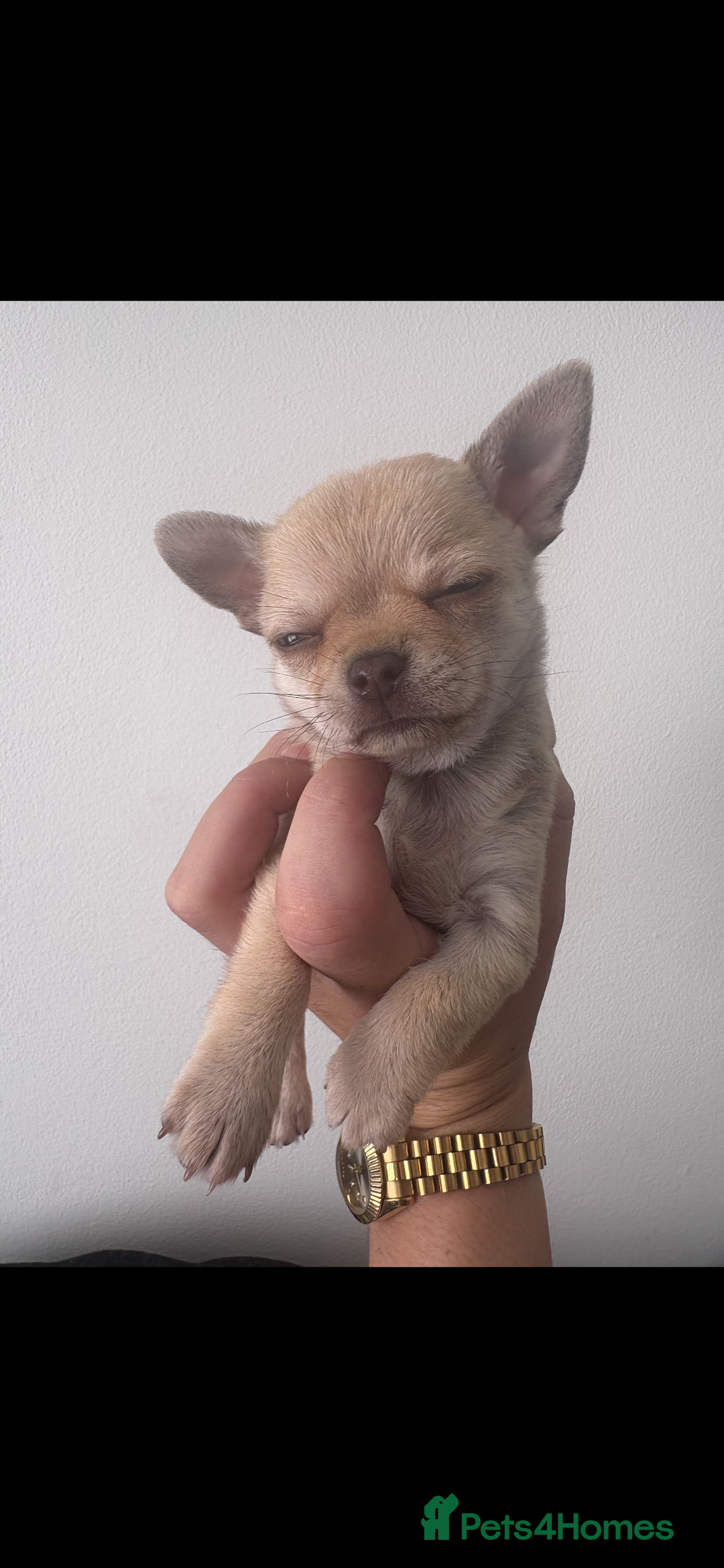 Chihuahua dogs for sale: Chihuahua boy - Image 8