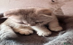 Scottish Fold cats for sale: Scottish fold kittens in hull - Image 18