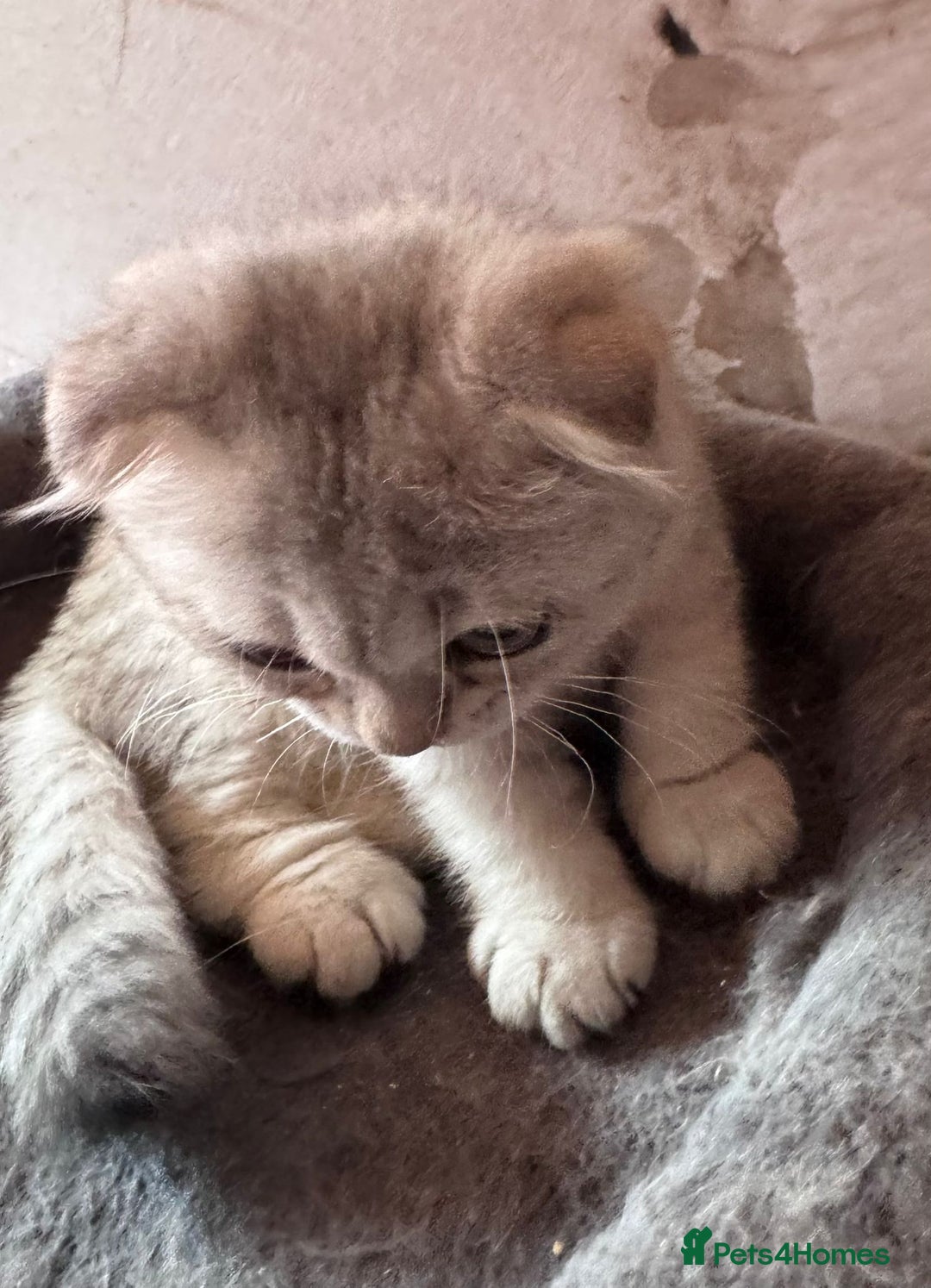 Scottish Fold cats for sale: Scottish fold kittens in hull - Image 18