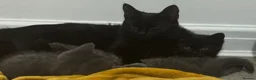 British Shorthair cats for sale: Beautiful British Shorthair Cross Kitten - Advert 5