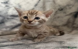 Bengal cats for sale: 🏡Gorgeous Bengal Kittens–Ready for Reservation 🐾 - Image 4
