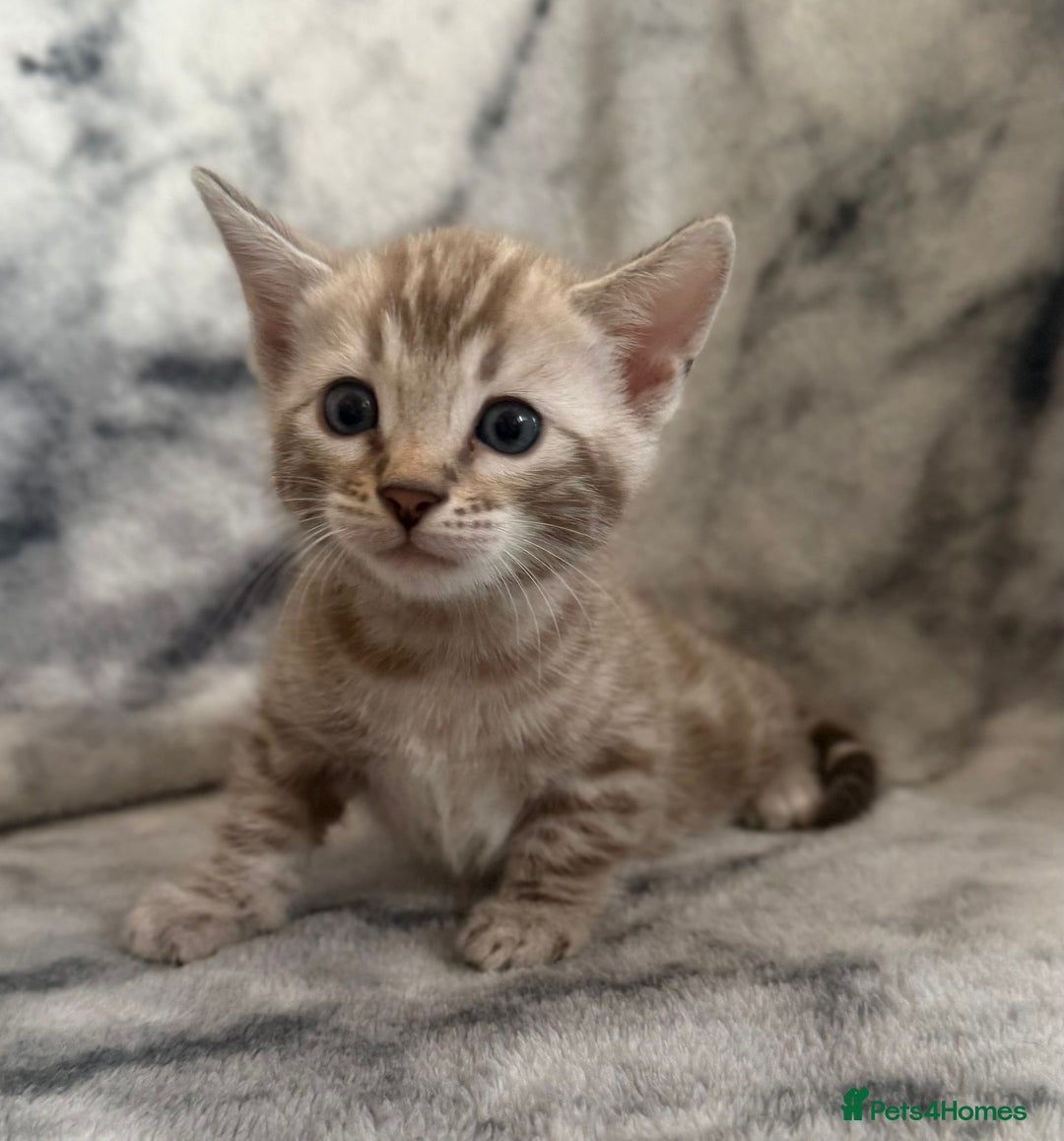 Bengal cats for sale: 🏡Gorgeous Bengal Kittens–Ready for Reservation 🐾 - Image 4
