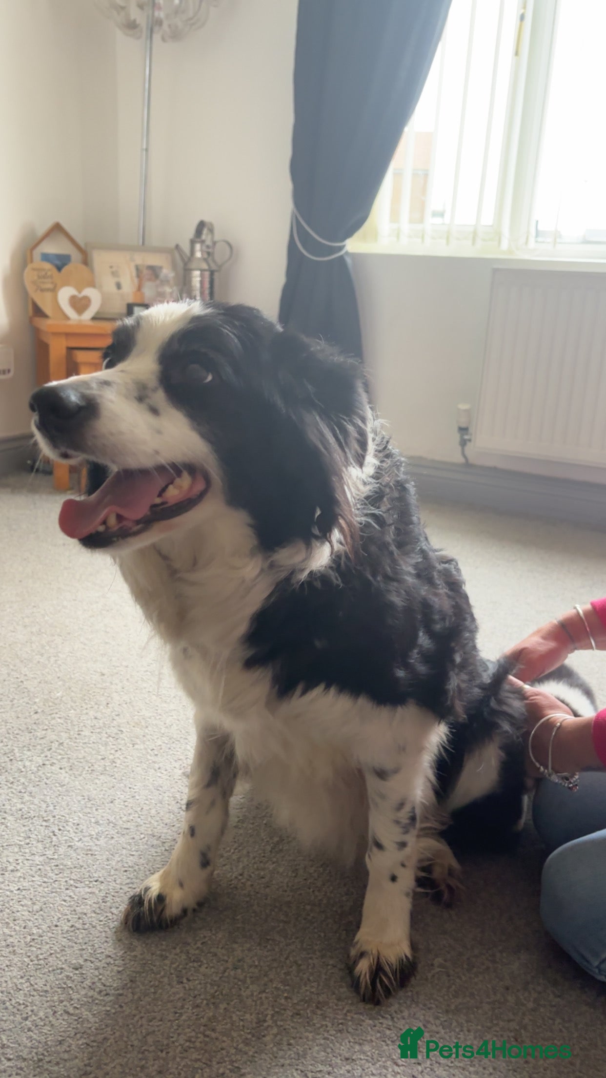 Border Collie dogs Border Collie pups for sale - Advert 2