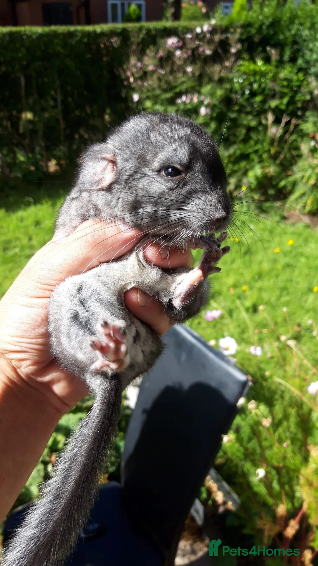 Chinchilla rodents for sale: Chinchilla  in Manchester - Advert 5