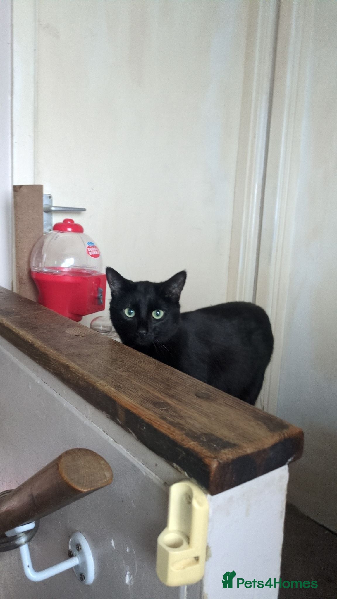 Mixed Breed cats Urgent rehoming today!  - Advert 1