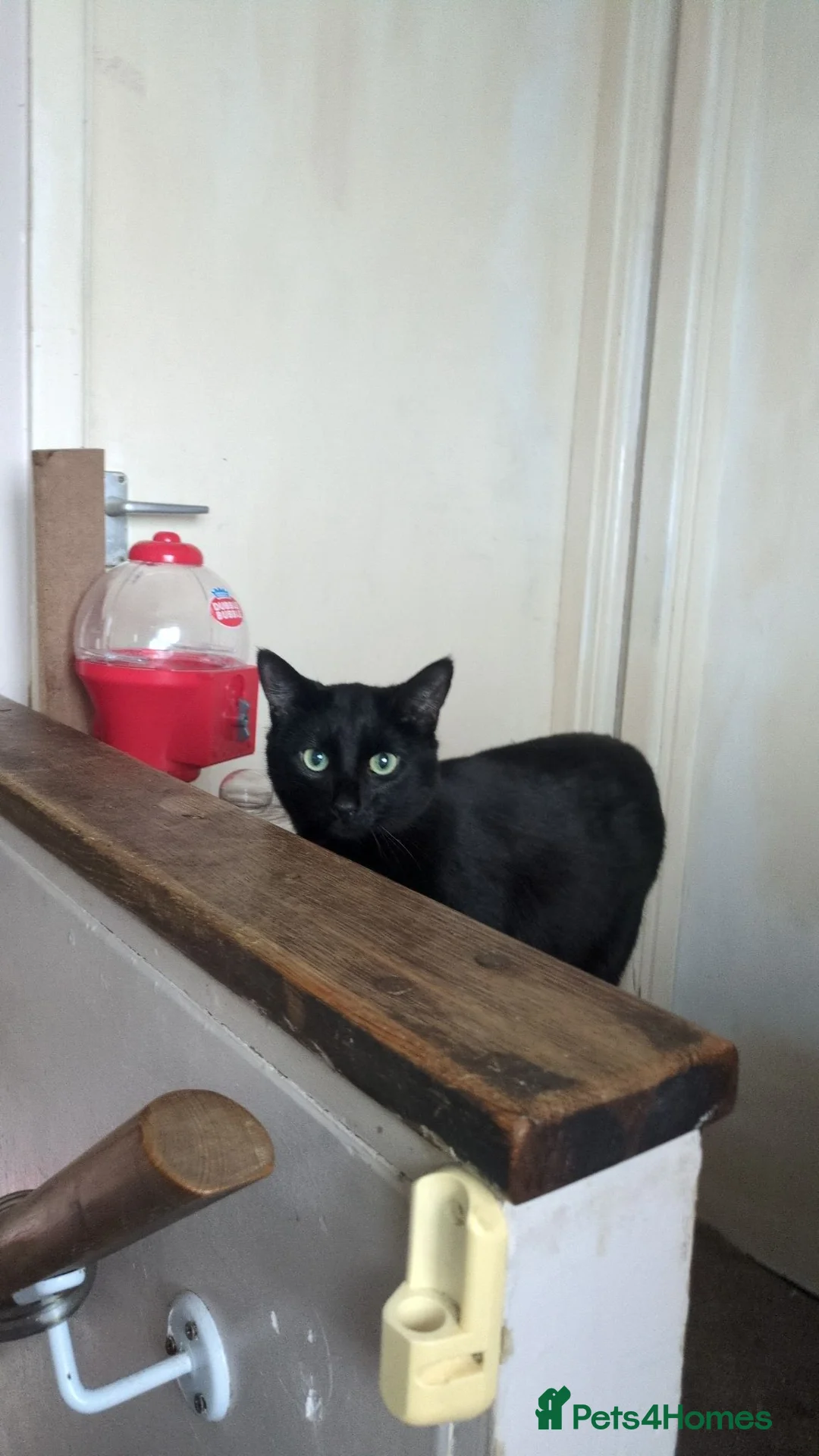 Mixed Breed cats for sale: Urgent rehoming today!  - Advert 1