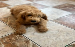 Mixed Breed dogs for sale: GoldenDoodles puppies  - Image 12