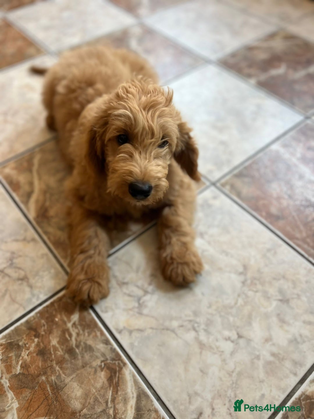 Mixed Breed dogs for sale: GoldenDoodles puppies  - Image 12