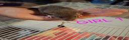Rat rodents for sale: Male and female baby dumbo rats  - Advert 5