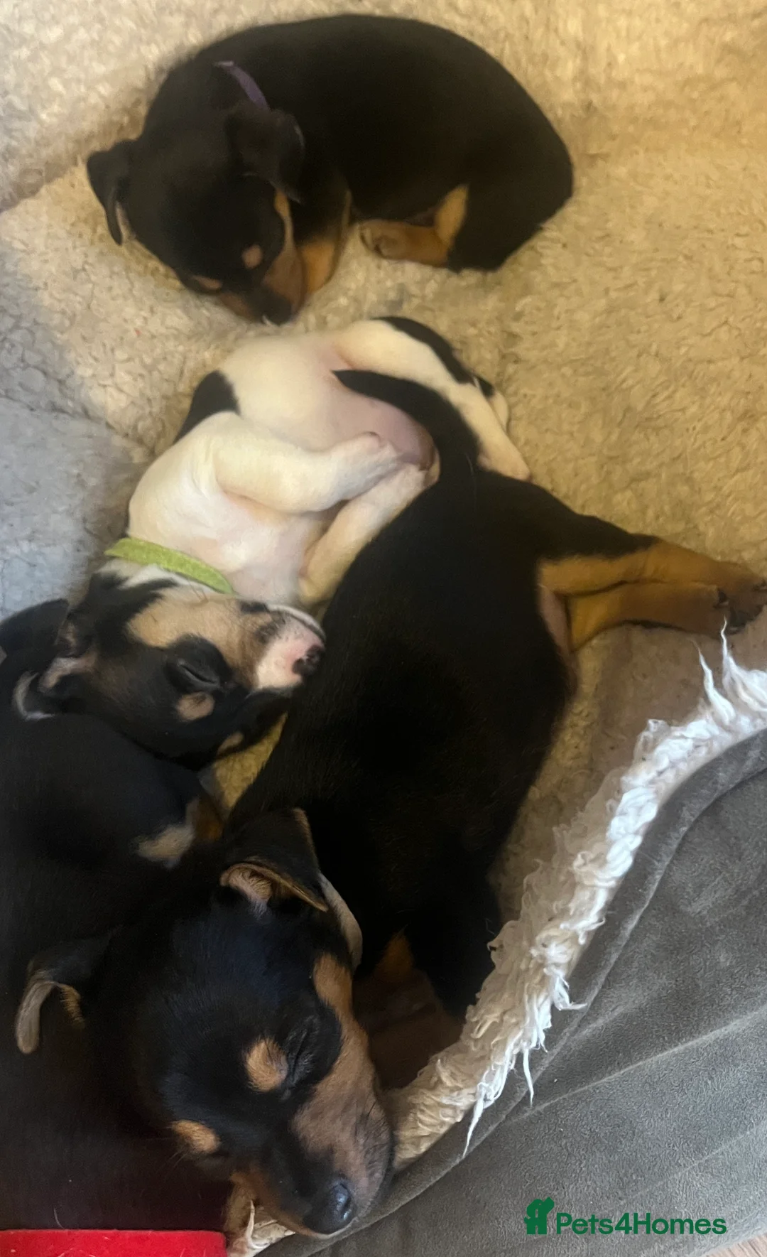 Jack Russell dogs for sale: Miniature rare natural bobtailed jack Russells - Advert 7