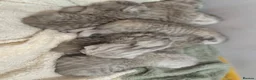 British Shorthair cats for sale: Stunning Snow Spot Kittens  - Advert 7