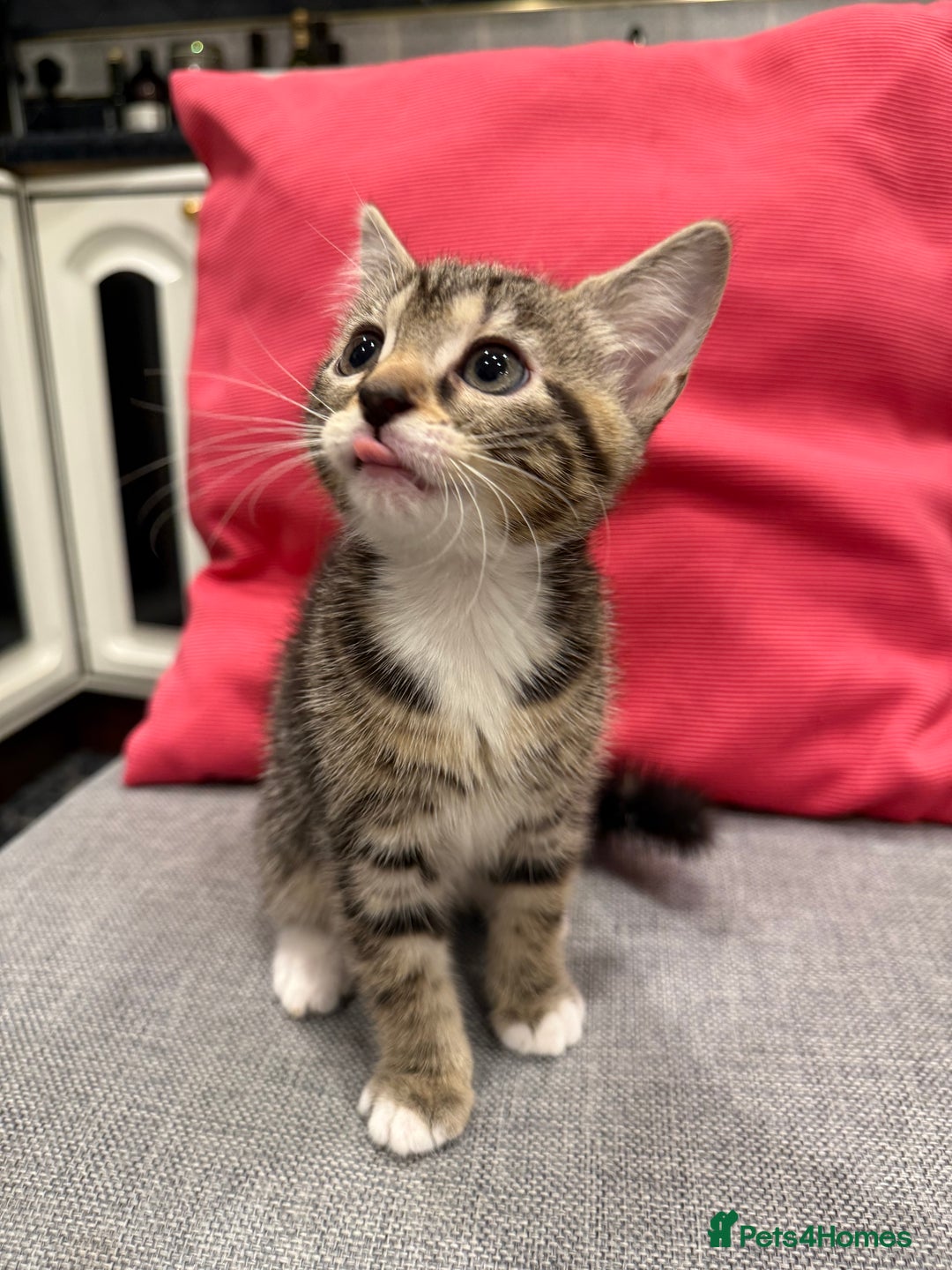 Mixed Breed cats for sale: Playful kittens 🐱 🩷 - Advert 5