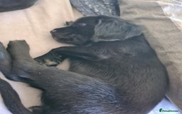 Mixed Breed dogs for sale: Beautiful litter of spaniel Cross  - Image 26