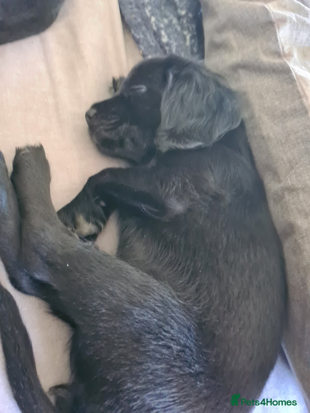 Mixed Breed dogs for sale: Beautiful litter of spaniel Cross  - Image 26