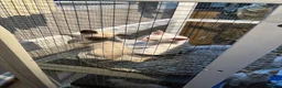 Siamese cats for sale: 🐾 Gorgeous Siamese Kittens 🐾 - Advert 16