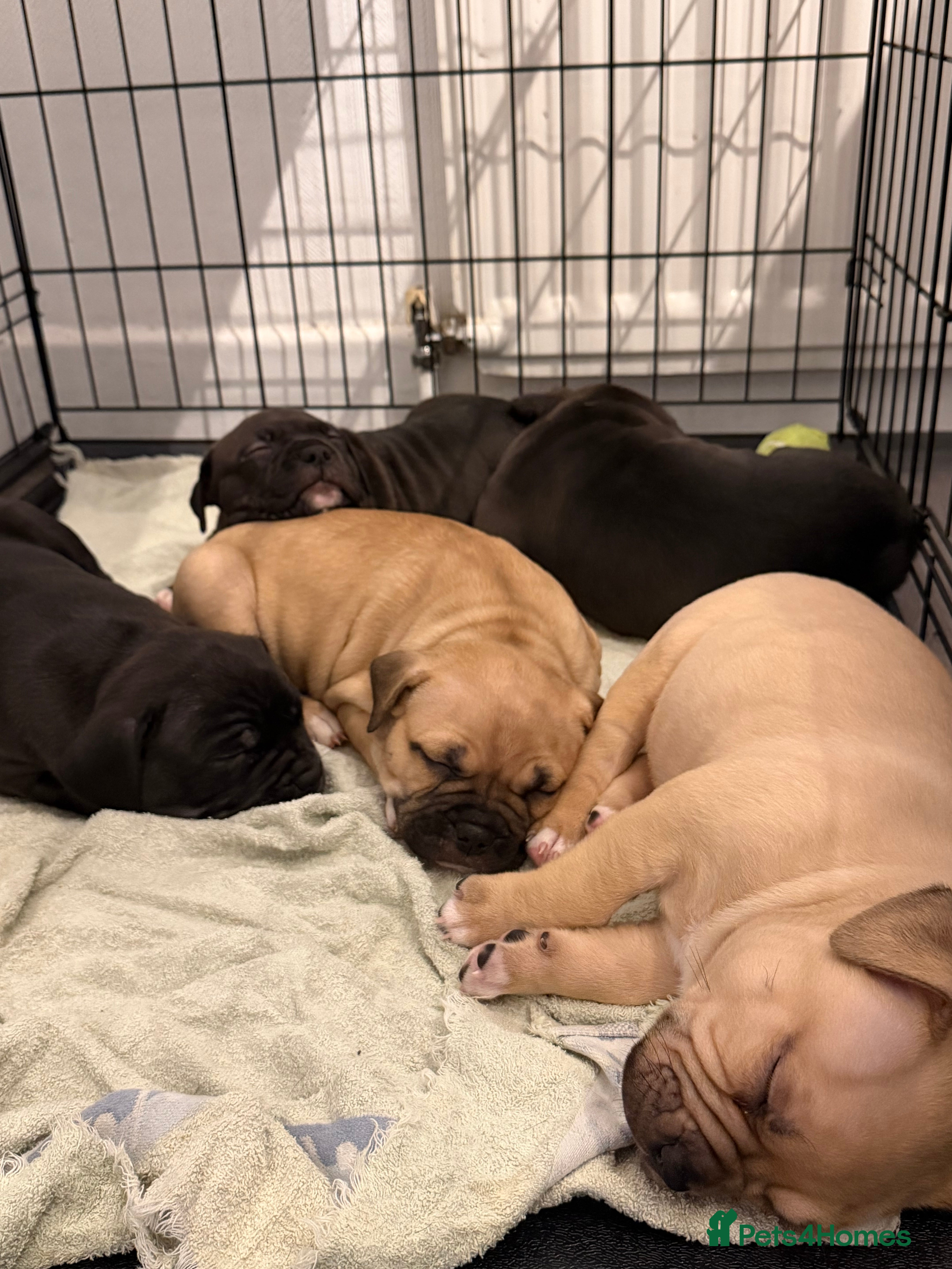 American Bully dogs American bully classic puppies for sale  - Advert 2