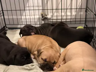 American Bully dogs American bully classic puppies for sale - Advert 2