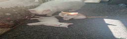 Mixed Breed cats for sale: Kittens - Advert 2