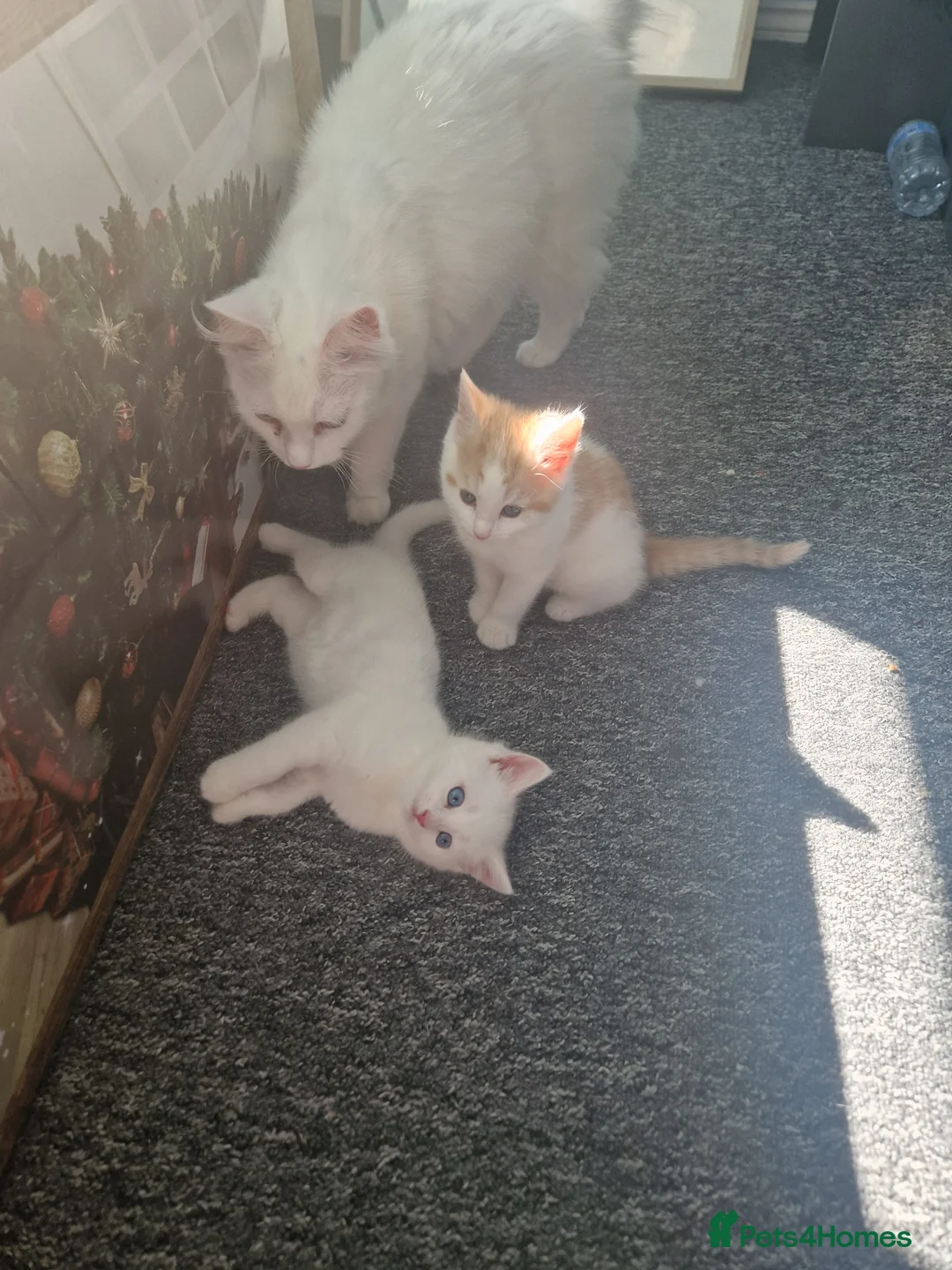 Mixed Breed cats for sale: Kittens - Advert 2