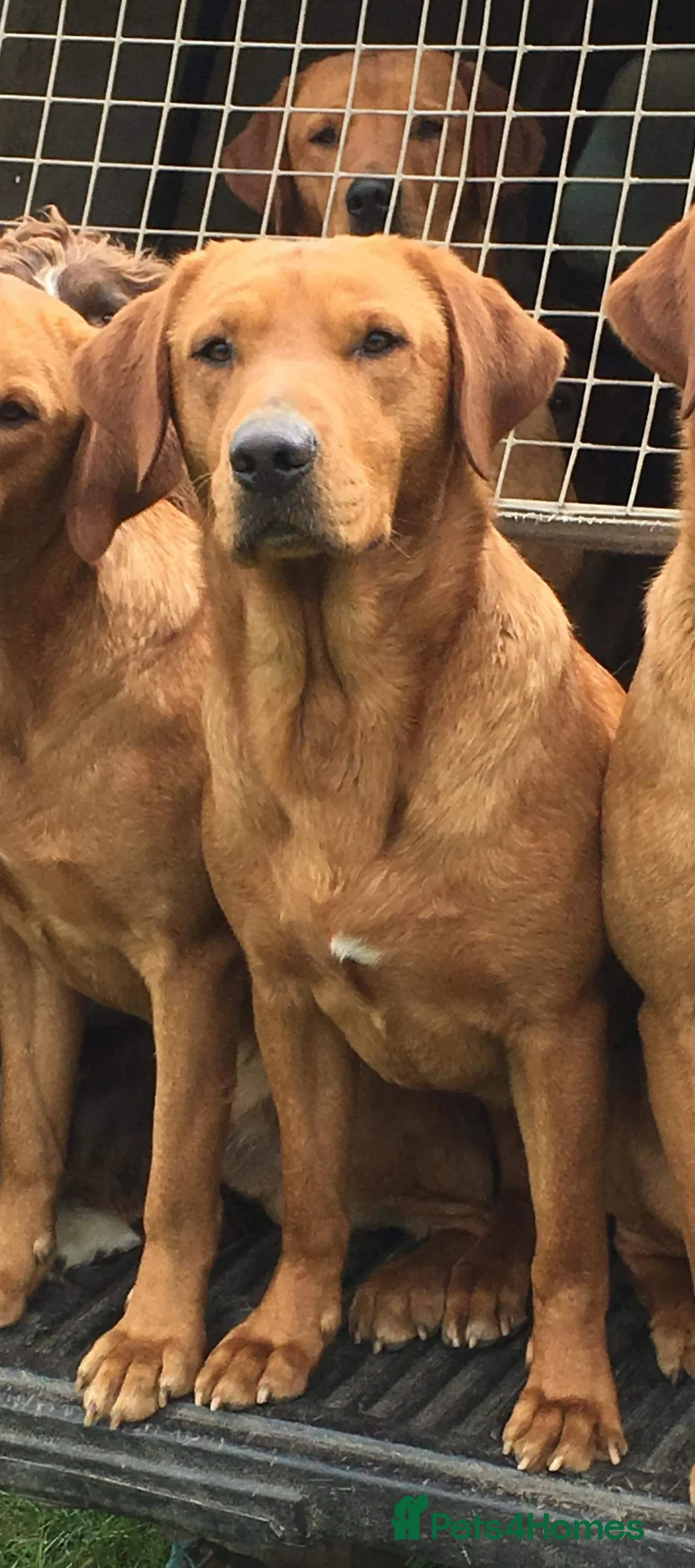 Labrador Retriever dogs for sale: 6 fox red labradors - Advert 2