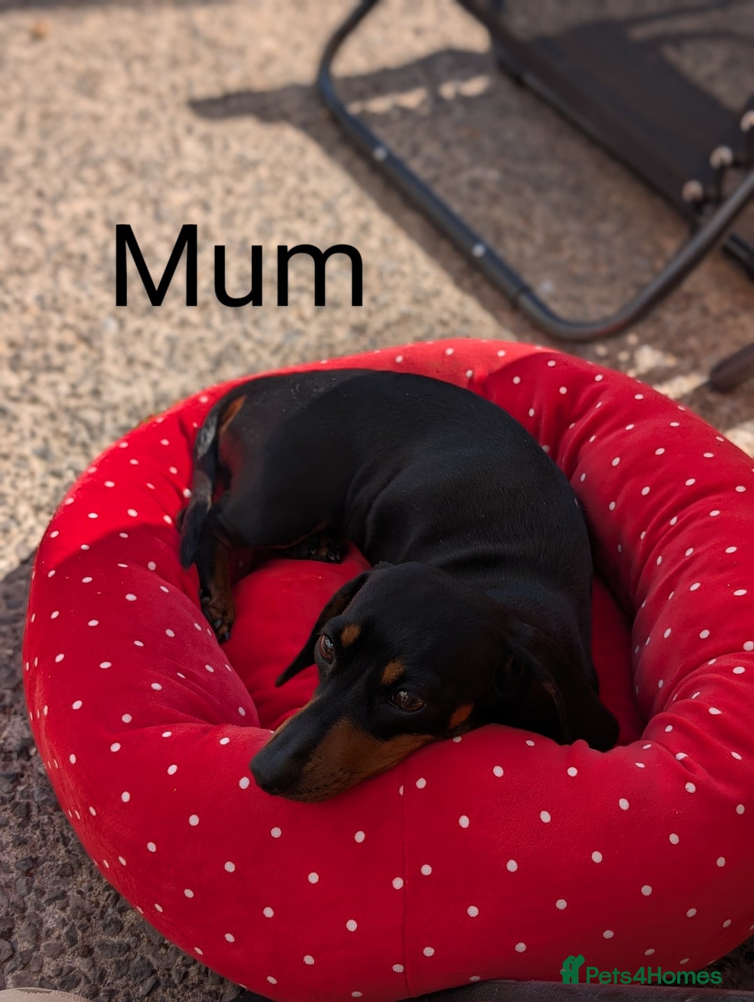 Miniature Dachshund dogs for sale: Tiny Miniature Dachshunds!! DNA CLEAR - Advert 8