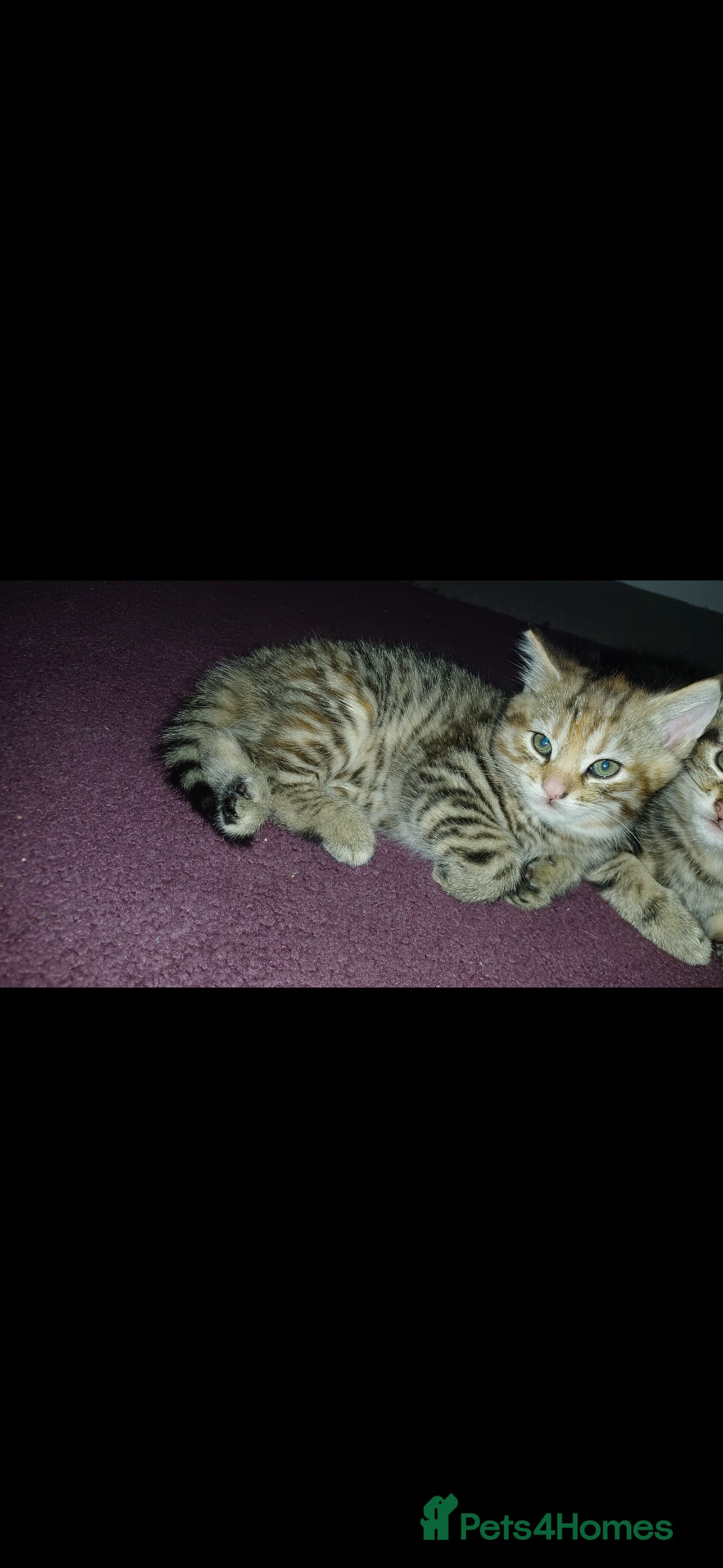 American Shorthair cats for sale: Kitten  - Advert 5