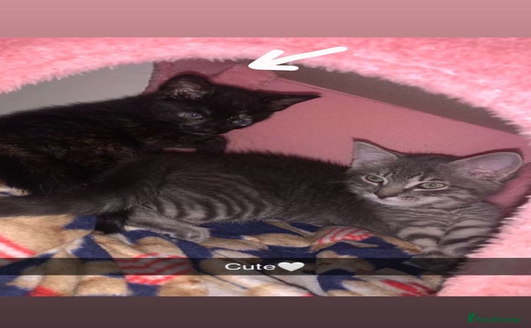 British Shorthair cats - Advert 7