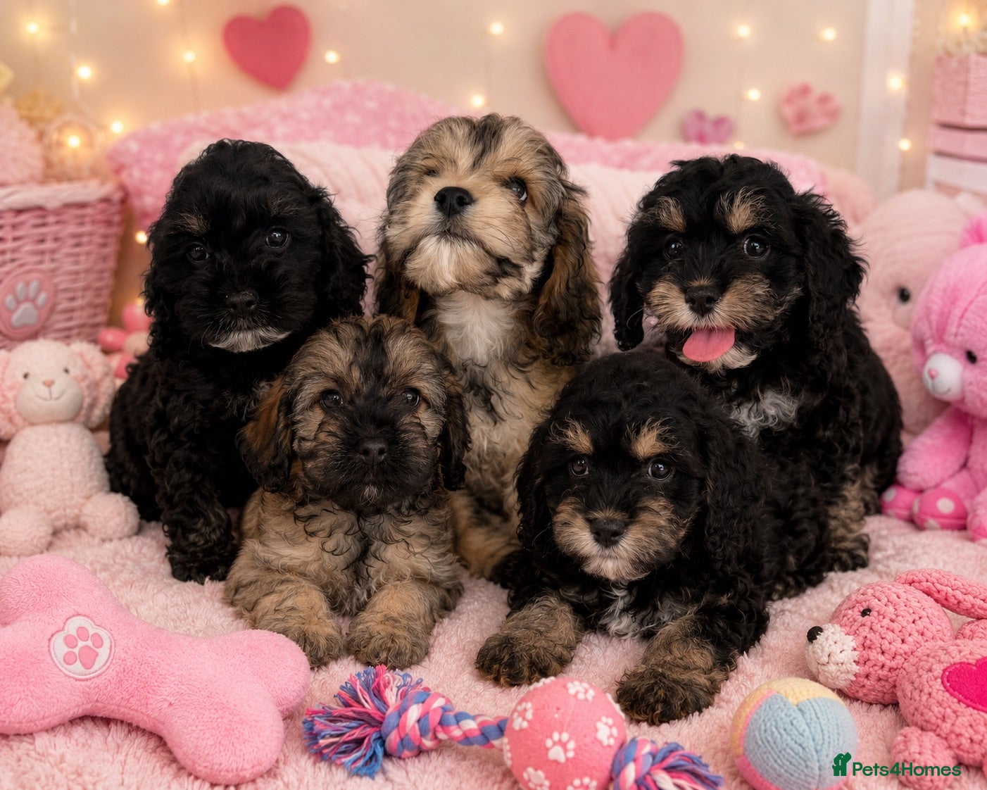 Cockapoo dogs Beautiful cockapoos 🐶🐶 ready now - Advert 1