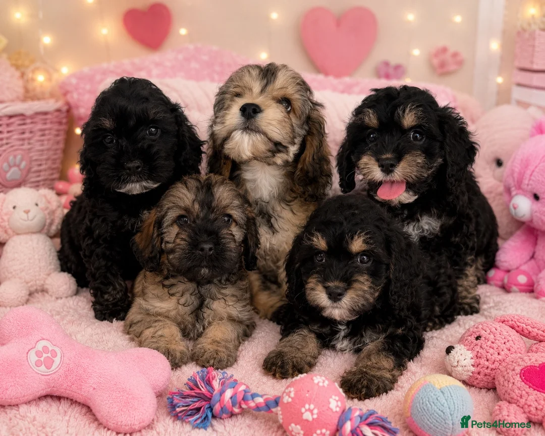Cockapoo dogs for sale: Beautiful cockapoos 🐶🐶 ready now - Advert 1