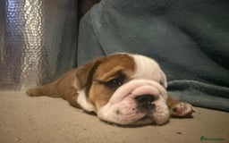 English Bulldog dogs for sale: 2 Beautiful Red & White English Bulldogs - Image 11