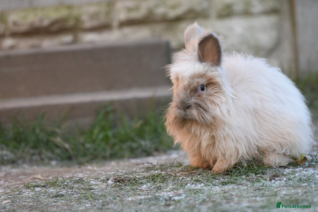 Angora rabbits for sale: French Imported Pedigree English Angoras - Advert 4