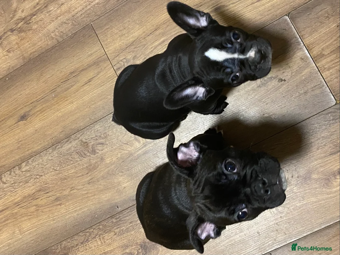 French Bulldog dogs for sale: French bulldog puppy  - Advert 2