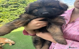 German Shepherd dogs for sale: German shepherd  - Image 22