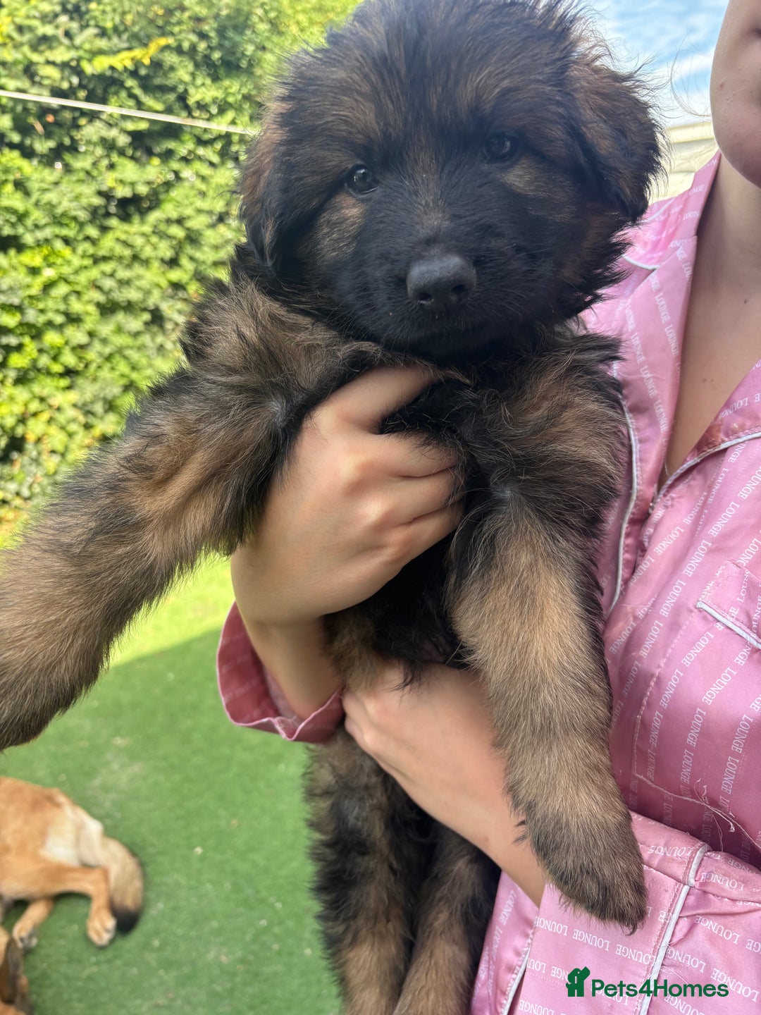 German Shepherd dogs for sale: German shepherd  - Image 22