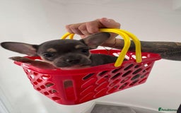Mixed Breed dogs for sale: Frenchie x chihuahua  - Image 4