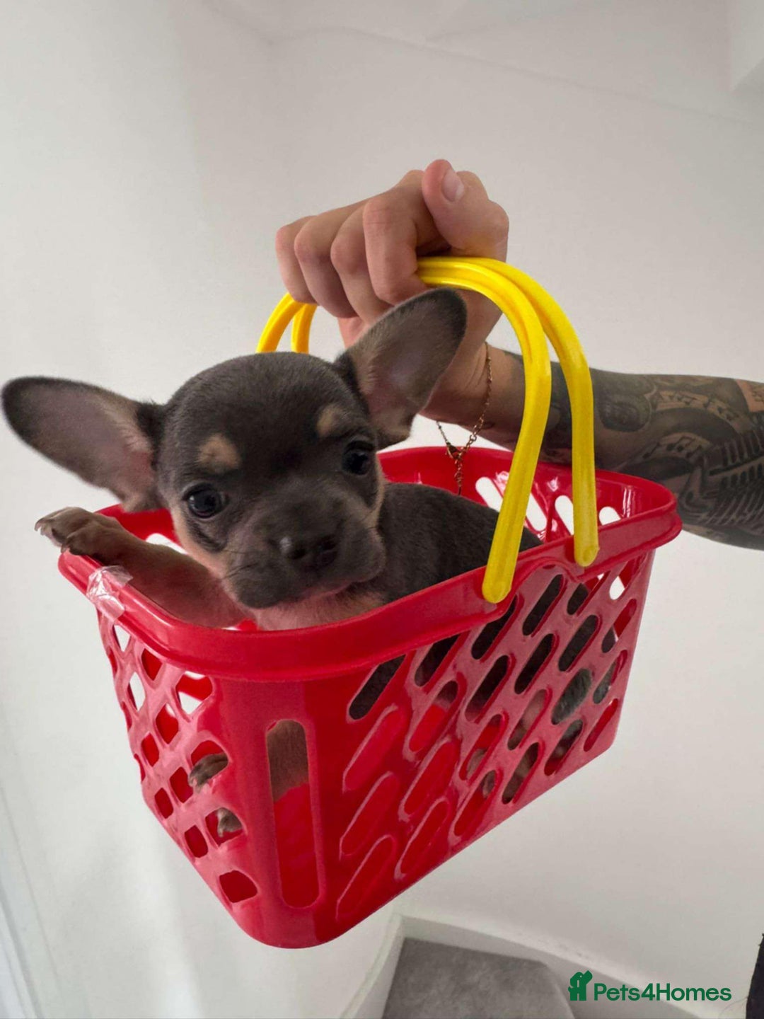 Mixed Breed dogs for sale: Frenchie x chihuahua  - Image 4