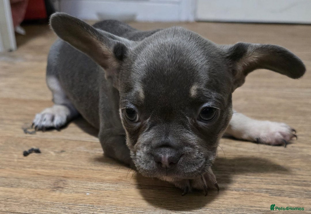 French Bulldog dogs for sale: 2girls and 1 boy French bull dogs  - Advert 5