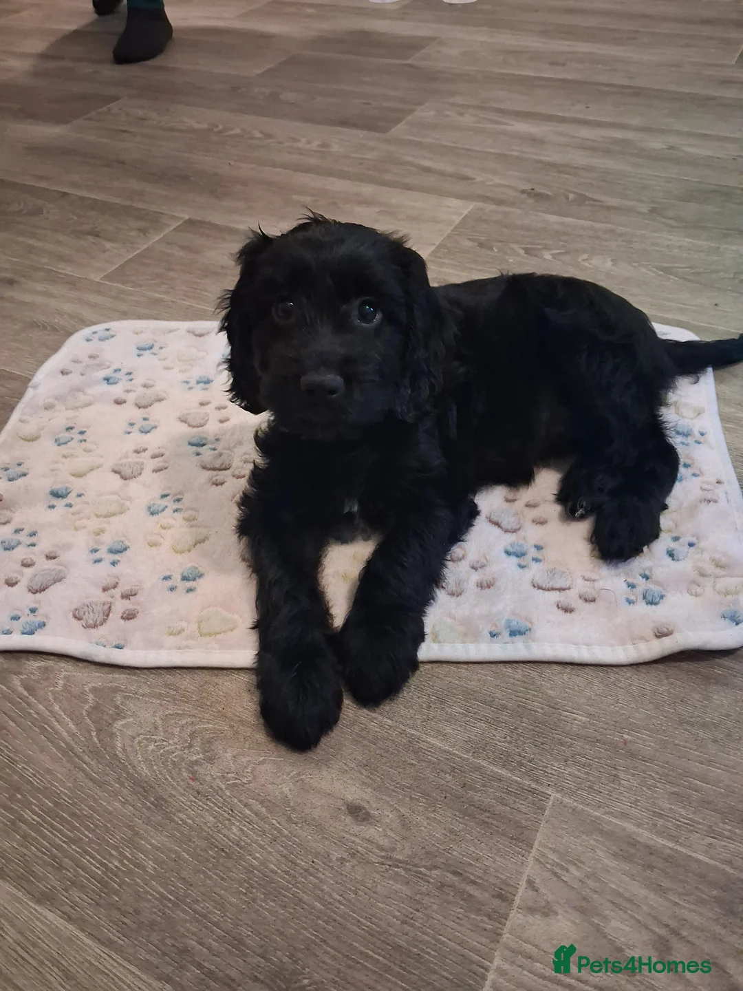 Mixed Breed dogs for sale: Beautiful girl looking for her forever home - Advert 8