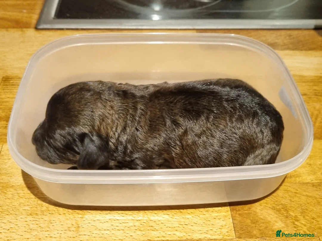 Cockapoo dogs for sale: Cockapoo puppies looking for their forever homes - Advert 31