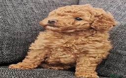 Toy Poodle dogs for sale: Outstanding quality KC Reg Toy poodle puppies  - Image 8