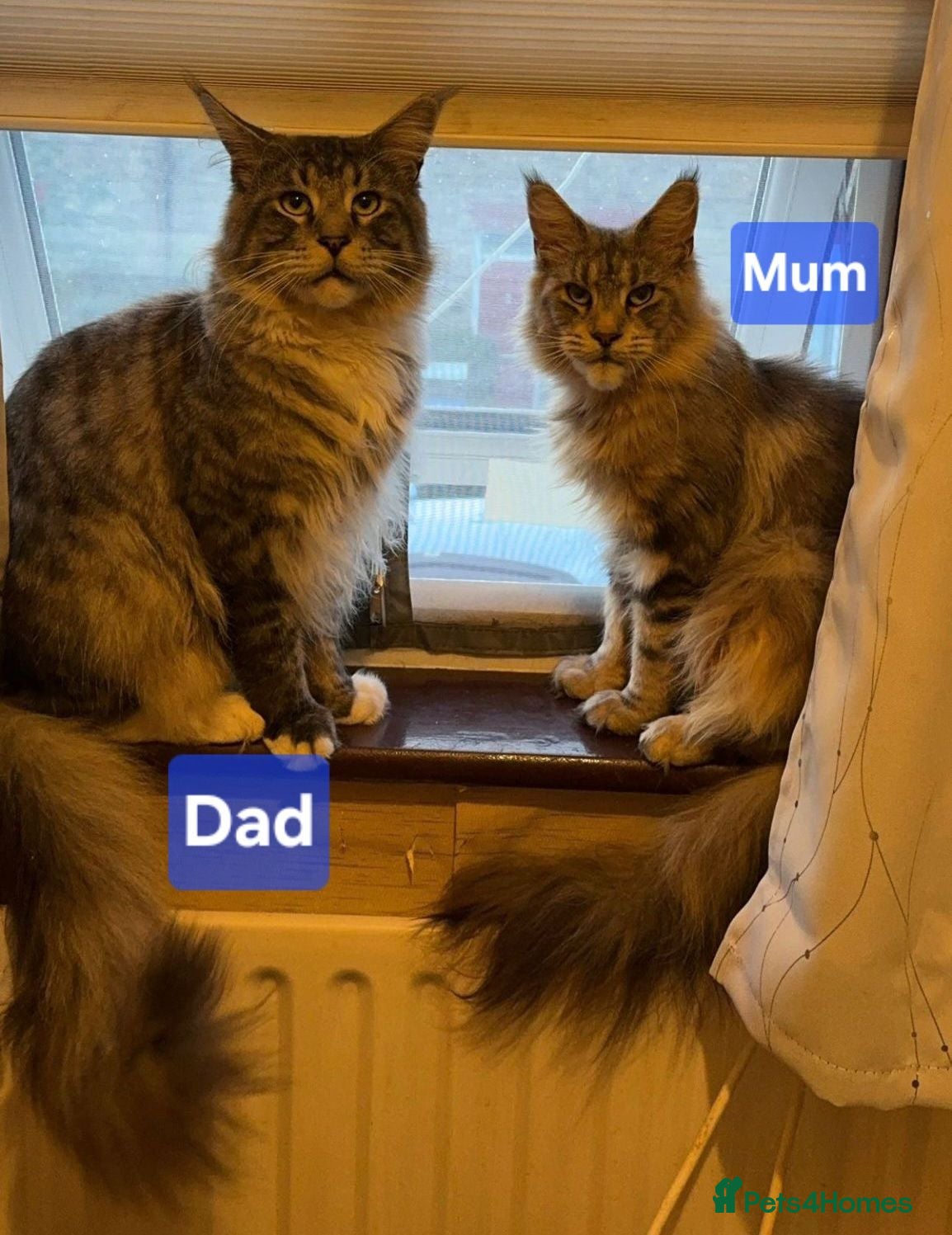 Maine Coon cats Maine Coon and mix Maine coon - Advert 3