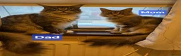 Maine Coon cats for sale: Maine Coon and mix Maine coon - Advert 13