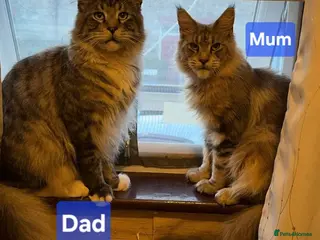 Maine Coon cats Maine Coon and mix Maine coon - Advert 3