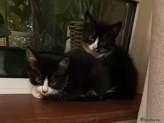 Domestic Shorthair cats Kittens - Advert 5