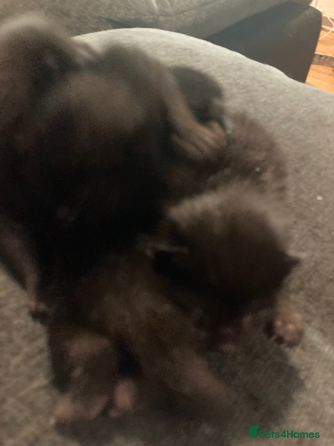 Bombay cats for sale: Four Bombay kittens looking for rehoming  - Image 6
