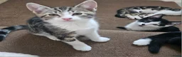Mixed Breed cats for sale: Beautiful Kittens - 2 Boys & 1 Girl - Ready Now!!! - Advert 7