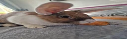 Mixed Breed rabbits for sale: Bunnies - lop/rex mix - Advert 8